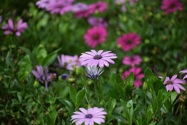 袜机未来市场预测